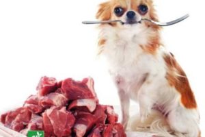 Haché de bœuf pour chien
